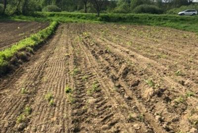 Teren agricol extravilan de 3700 mp, în Glimboca - 3