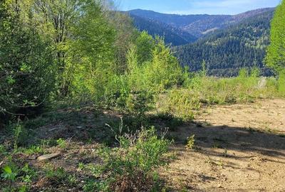 Teren de 5000 mp, în Ceahlău - 6