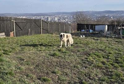 Casă cu Teren 750 Mp în Central - 4