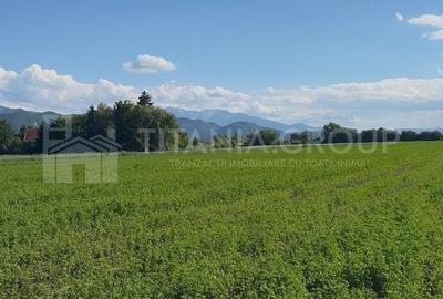 Teren Construcții intravilan de 33737 mp, în Stupini - 11
