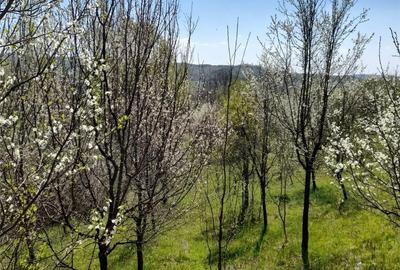 Teren de 46 mp, în Brănești - 1