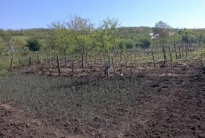 Teren de 2500 mp, în Central - 2