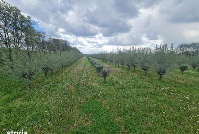 Teren de 410000 mp, în Păuliș - 1