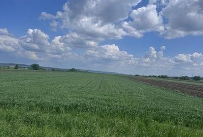 Teren de 10000 mp, în Central