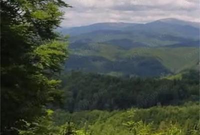 Teren de 17000 mp, în Nucșoara - 6