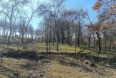 Casă cu Teren 1565 Mp în Sângătin - 10