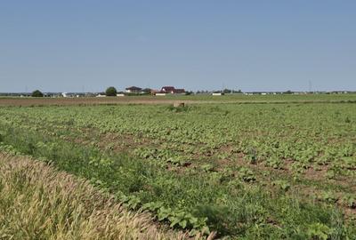 Teren agricol extravilan de 5000 mp, în Berceni