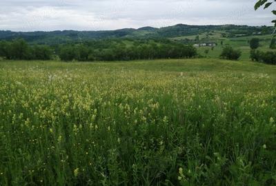 Teren de 4777 mp, în Posești - 8