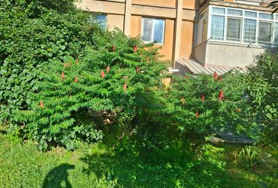 Apartament cu 2 camere decomandat în 9 Mai - 1