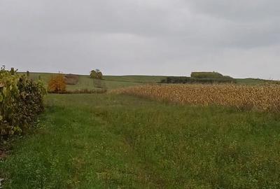 Teren de 4800 mp, în Dumești