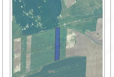 Teren de 30000 mp, în Sânmihaiu Român - 3