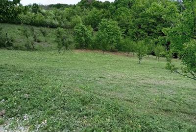 Teren de 1370 mp, în Băbana - 5
