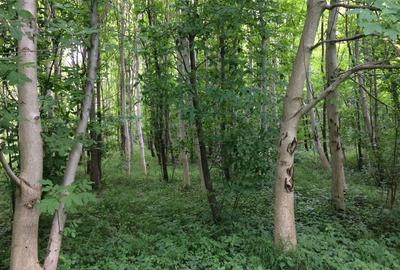 Teren intravilan de 755 mp, în Ostroveni - 10
