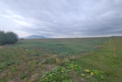 Teren agricol extravilan de 48100 mp, în Hălchiu - 5
