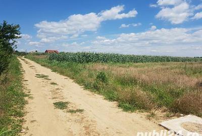 Teren de 5000 mp, în Malu Mare - 4
