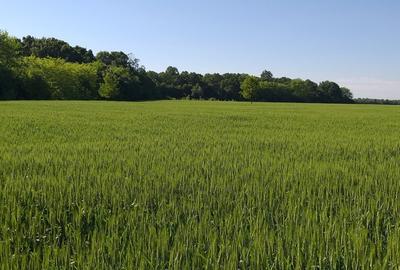 Teren agricol extravilan de 270000 mp, în Bâldana - 7