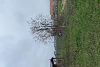 Teren de 5000 mp, în Lazuri - 1