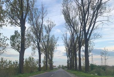 Teren Construcții intravilan de 30000 mp, în Ștefăneștii de Jos - 4