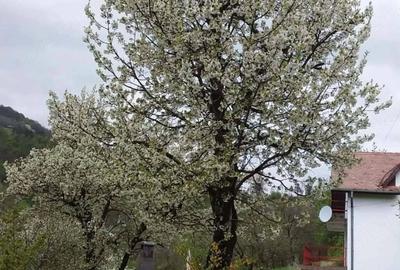 Casă cu Teren 2600 Mp în Central