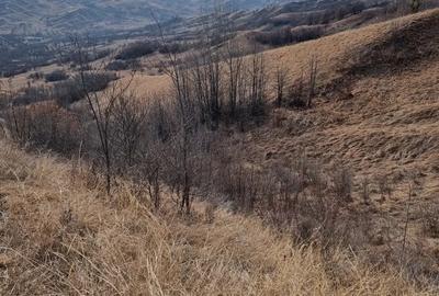 Teren de 25000 mp, în Vintilă Vodă - 1