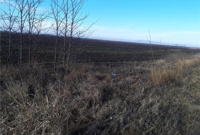 Teren de 5000 mp, în Cotorca - 10