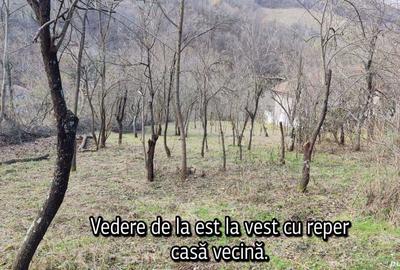 Teren în Pecinișca - 7