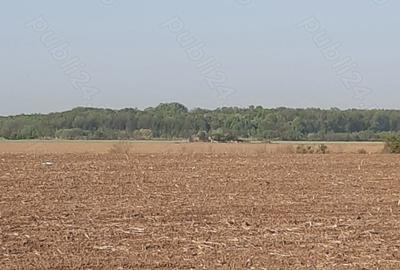 Teren de 4850 mp, în Dobreni - 1