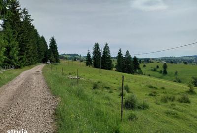 Teren de 10450 mp, în Tiha Bârgăului - 5