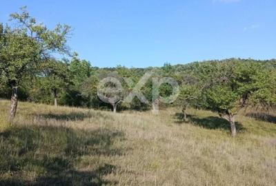 Teren Construcții extravilan de 4944 mp, în Tigveni - 3