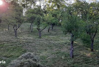 Teren de 9000 mp, în Salva - 1