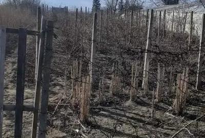 Teren de 944 mp, în Liești - 2