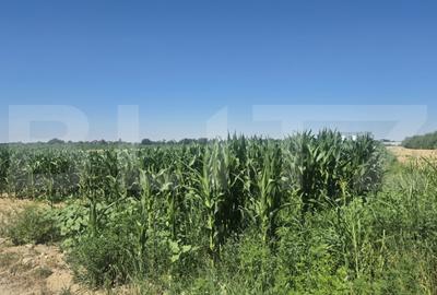 Teren de 5700 mp, în Odoreu - 2