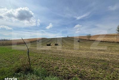 Teren de 7800 mp, în Burdujeni