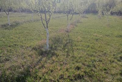 Teren de 7700 mp, în Dumbrăveni - 4
