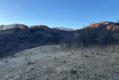 Teren de 4000 mp, în Gurguiata - 5