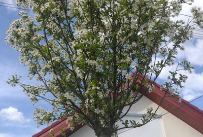 Casă cu 3 camere în Ardud