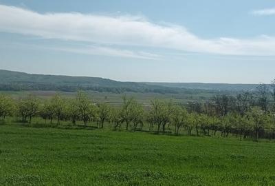 Teren în Micești - 3