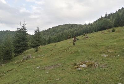 Teren Construcții intravilan de 10000 mp, în Muntele Rece - 3