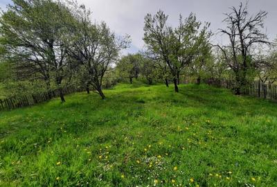 Teren intravilan de 3108 mp, în Teșila - 5