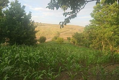 Casă cu 3 camere în Central