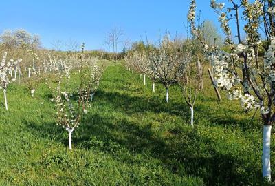 Teren de 940 mp, în Dudașu - 11