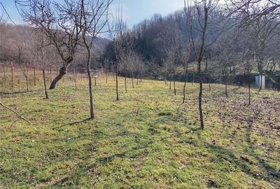 Teren de 1800 mp, în Ciclova Română - 3