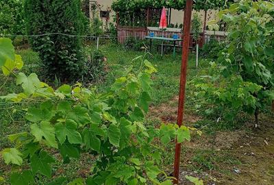 Casă cu Teren 11000 Mp în Sălișca - 4
