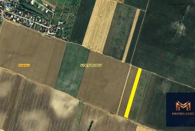 Teren de 7600 mp, în Dascălu - 3