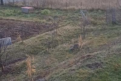 Teren de 1000 mp, în Ciurila - 4