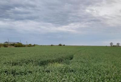 Teren agricol intravilan de 5 mp, în Ciuperceni (Cosmești) - 19