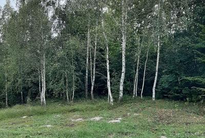 Casă cu 6 camere cu Teren 12500 Mp în Copăcelu - 5