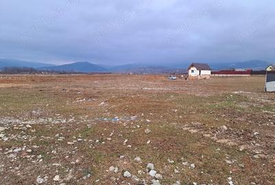 Teren Construcții intravilan de 1450 mp, în Cărpiniș - 4