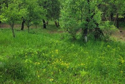 Teren de 3530 mp, în Vârfuri - 3