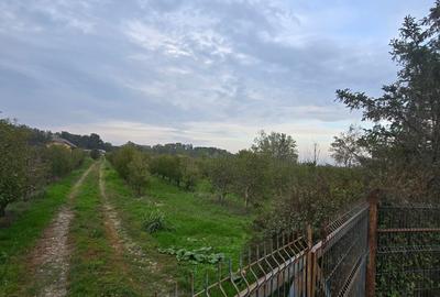 Teren agricol extravilan de 18000 mp, în Boțârlău - 11